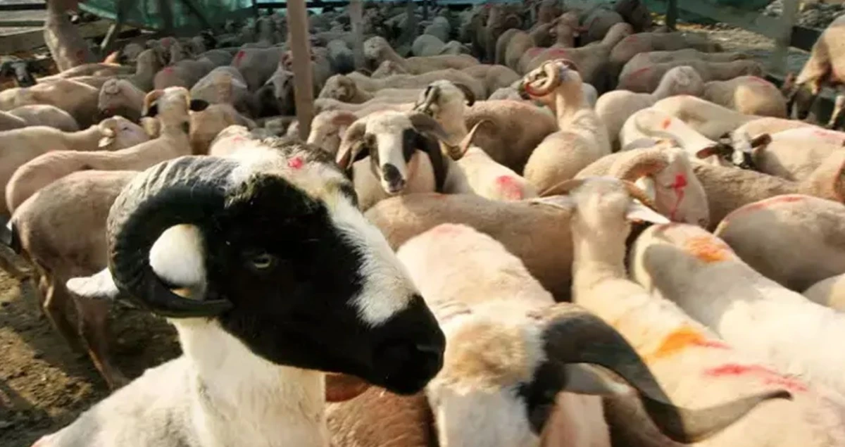 2026 kurban kesim bedeli belli oldu