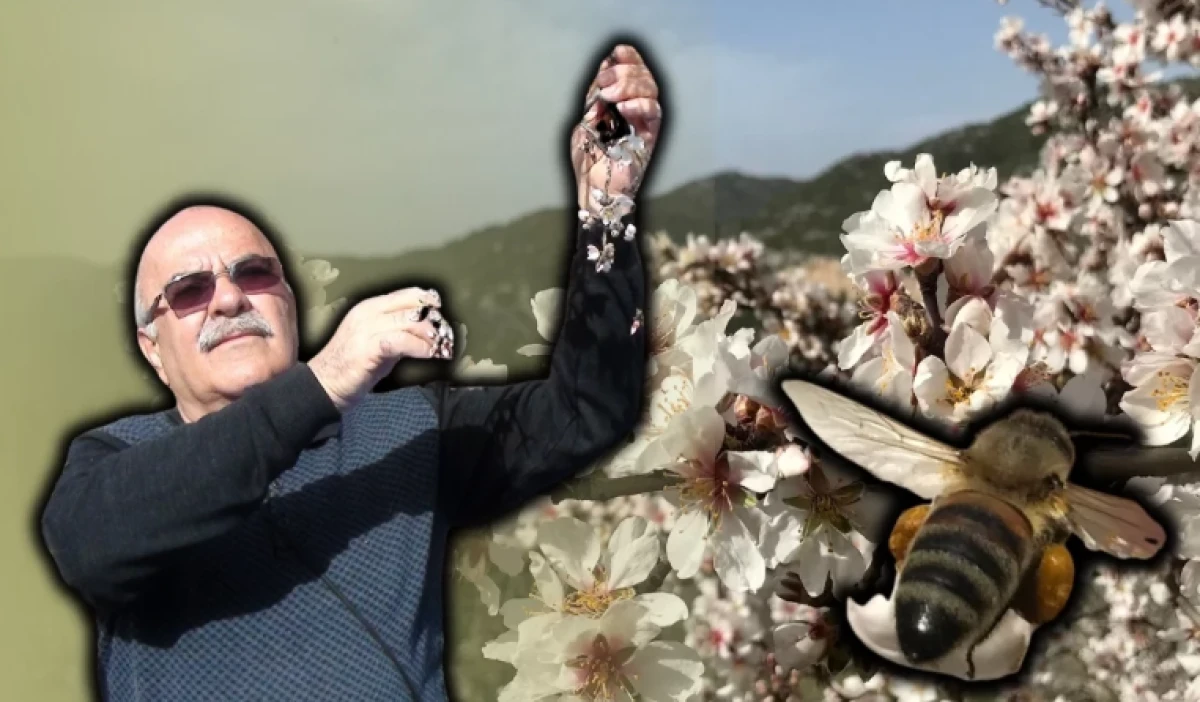 Antalya'da badem &ccedil;i&ccedil;ekleri baharı m&uuml;jdeledi! &Ccedil;ift&ccedil;i umutlu