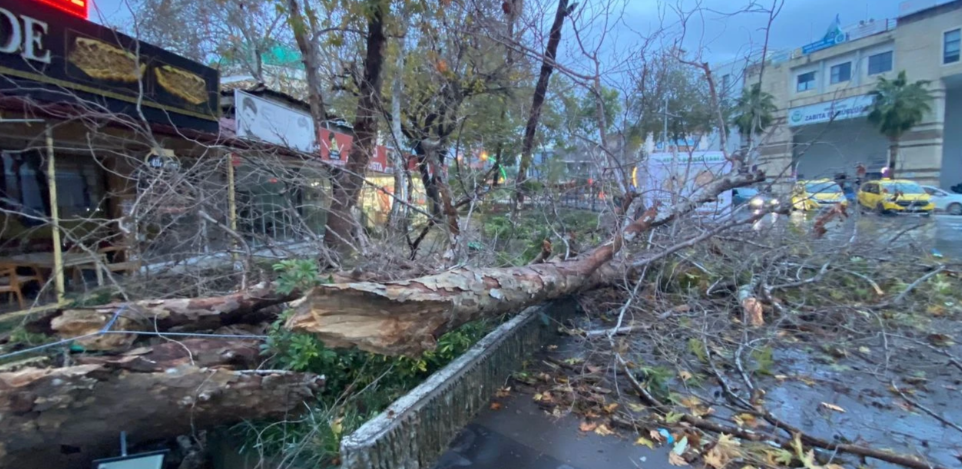 Antalya’da fırtına asırlık ağacı devirdi