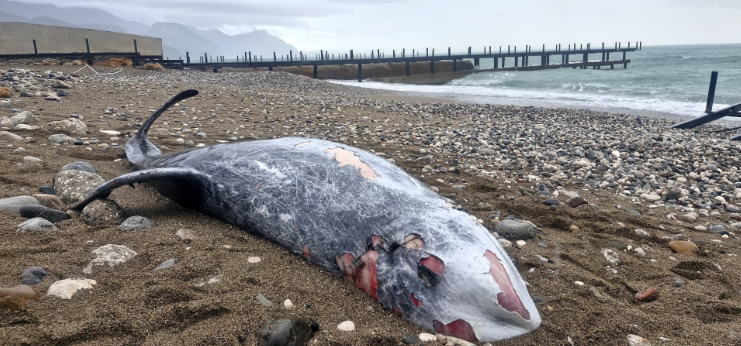 Antalya'da şaşırtan görüntü: 4,5 metre uzunluğunda, 500 kilo ağırlığında!