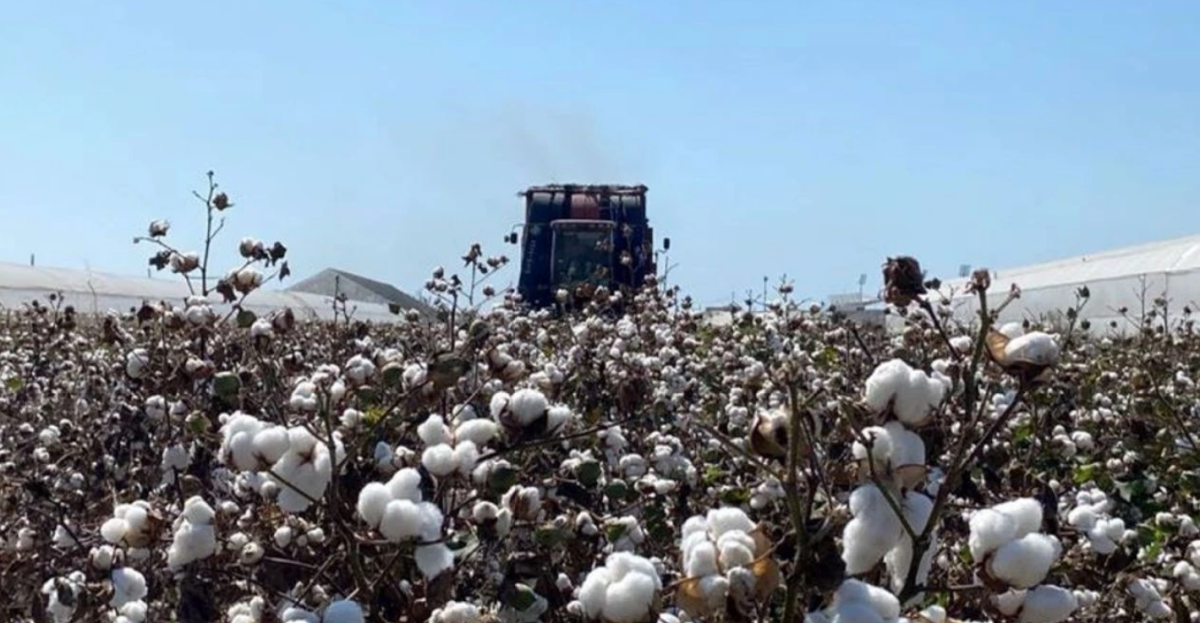 Antalya’nın milli serveti toprağa karıştı! Beyaz altında makine kâbusu!