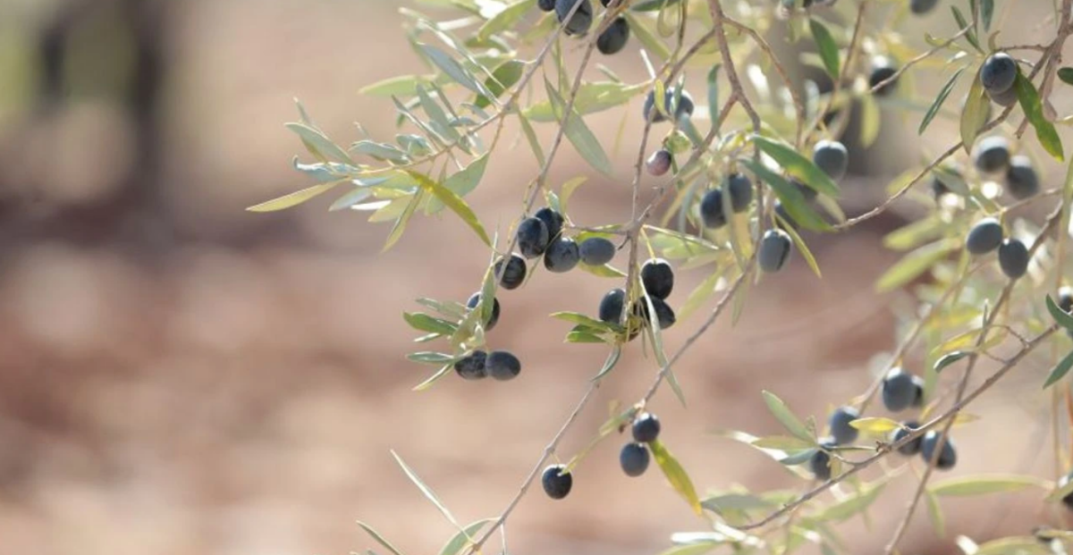 Antik dönemden günümüze uzanan zeytin üretimi! Bu yıl yüzde 45 arttı