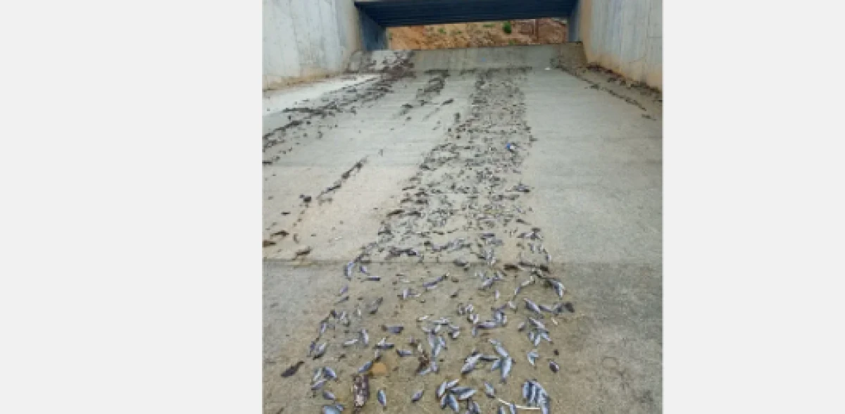 Binlerce balık telef oldu