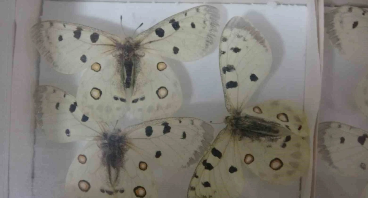 B&ouml;cek M&uuml;zesi 30 bin &ouml;rnekle bilime katkı sunuyor, &ccedil;ocukların korkularını yeniyor