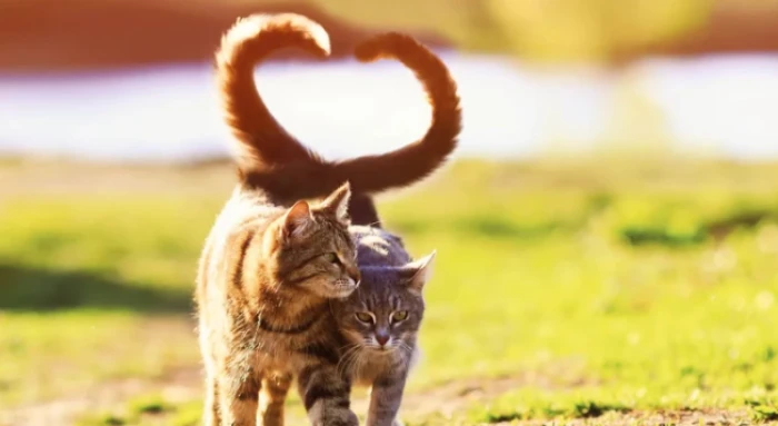 Boşandığı eşine 10 bin lira kedi nafakası ödeyecek