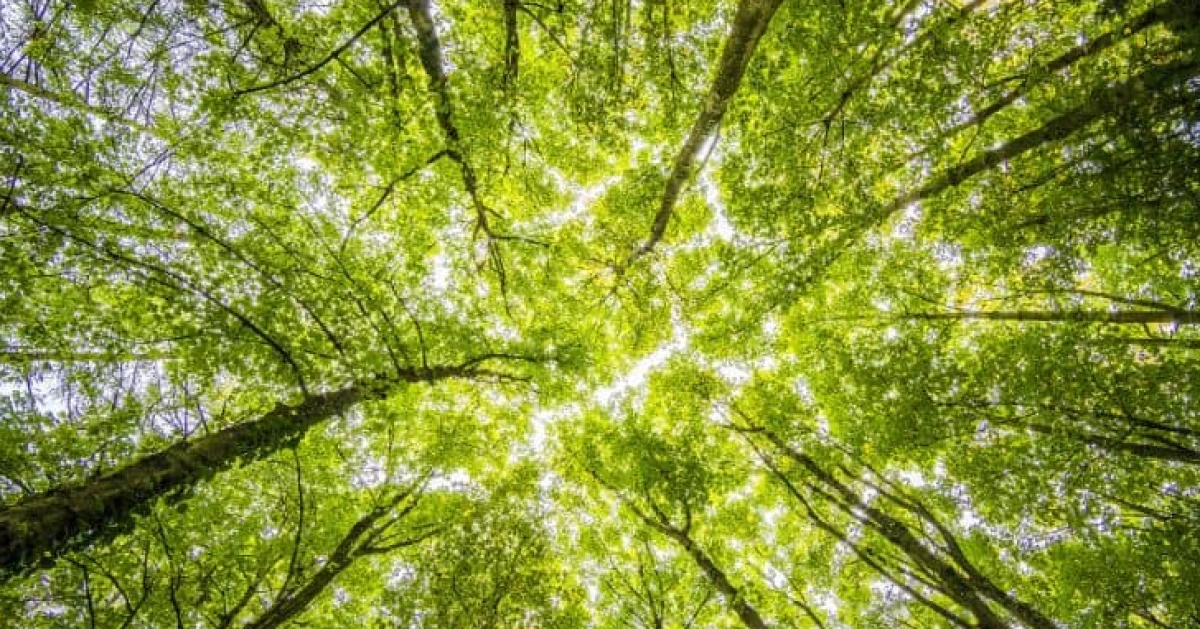 Cumhurbaşkanı kararı: 21 ilde bazı alanlar orman sınırları dışına &ccedil;ıkarıldı