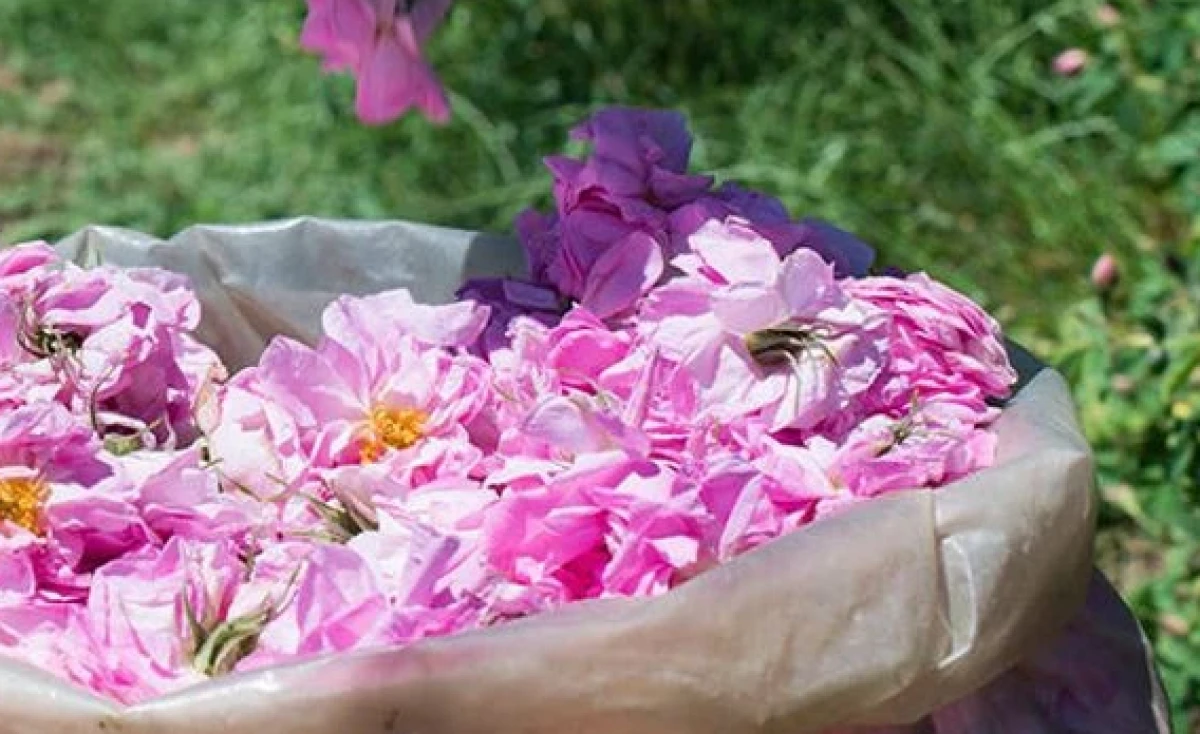 D&uuml;nya Markası Olmamıza &Ccedil;ok Az Kaldı