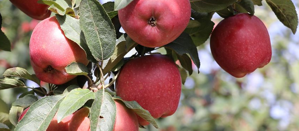 Elma üretiminde Isparta açık ara önde