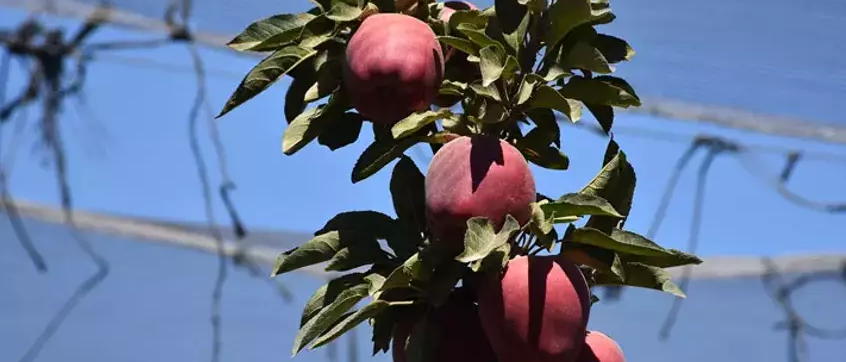 Elmada rekolte 600 bin tona ulaştı