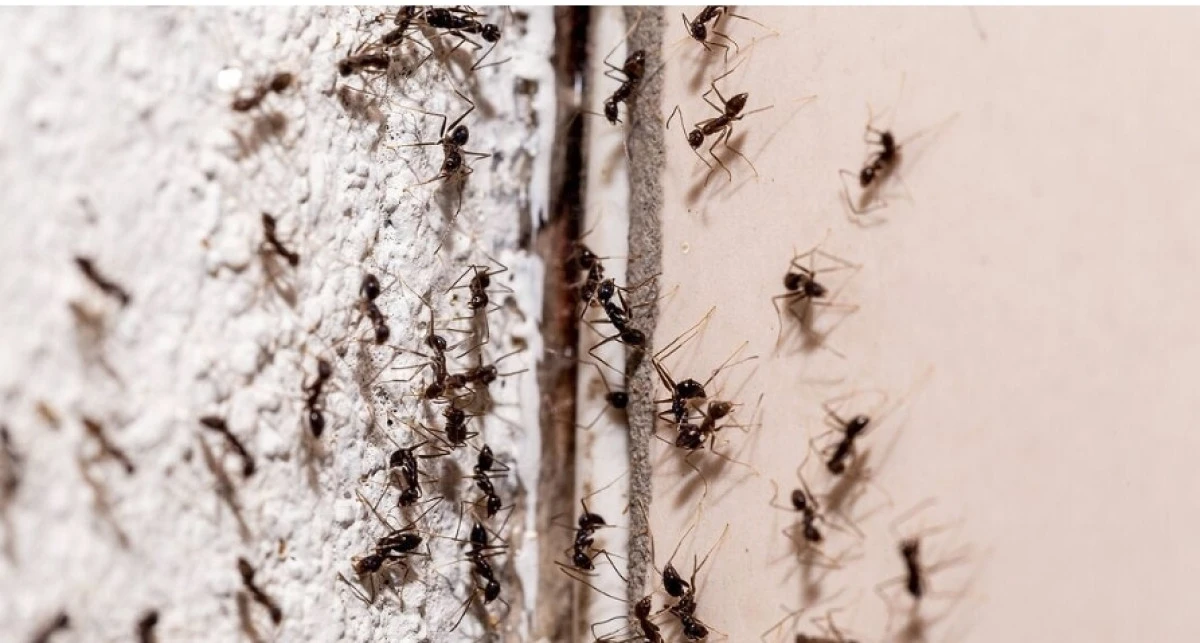 Evdeki Karıncalardan Kurtulmanın En Pratik Yolu: 1 Gecede Gidiyorlar