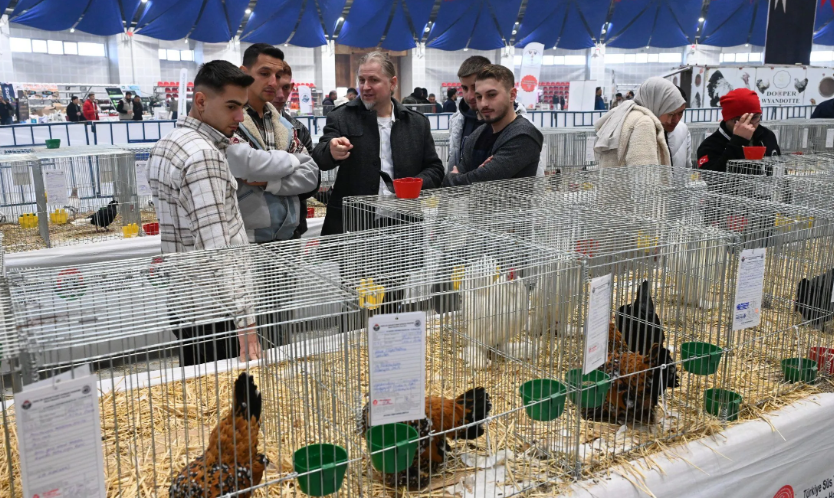 Farklı ırklardan 1750 kanatlı hayvan ve süs tavuğu Isparta’da