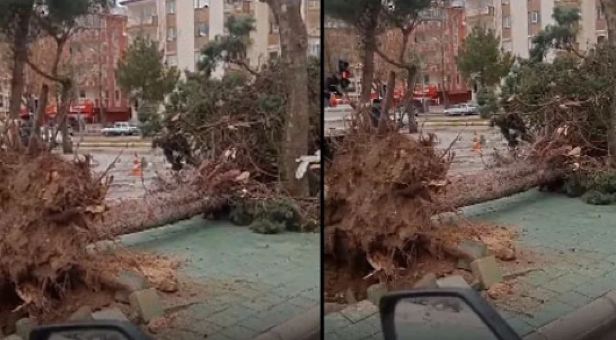 Fırtına ağa&ccedil;ları k&ouml;kledi