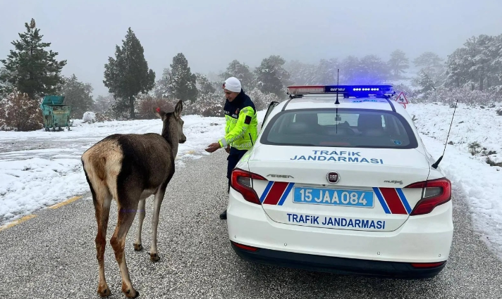 Geyik Jandarmaya Nöbet Arkadaşı Oldu