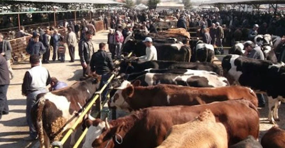 Hayvan pazarı yeniden a&ccedil;ıldı