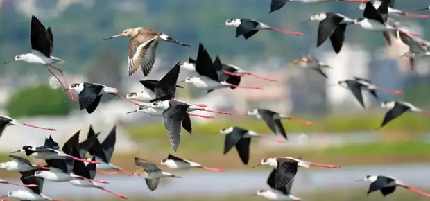 Isparta, Kuş Gözleminde Öne Çıkıyor