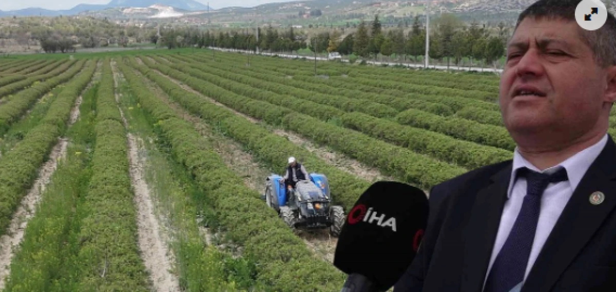 Isparta&rsquo;da g&uuml;l hasadı &ouml;ncesi umutlar arttı: 13 bin ton rekolte bekleniyor