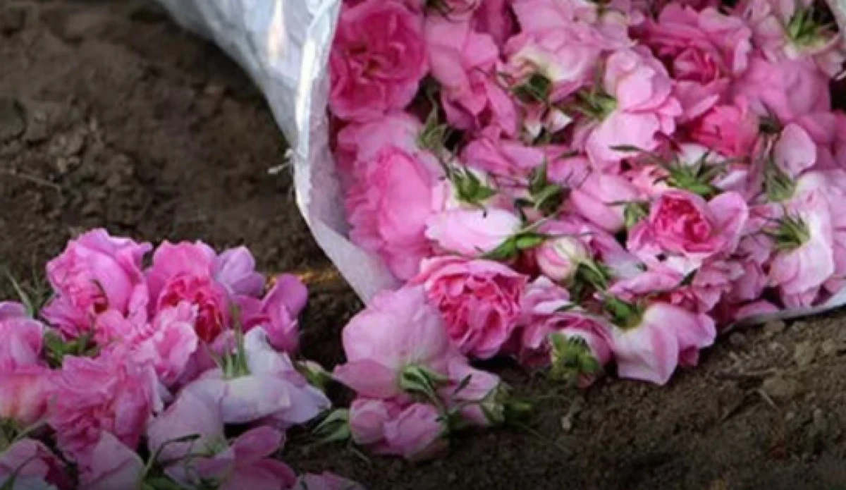 Isparta'da g&uuml;l sezonu yaklaşıyor