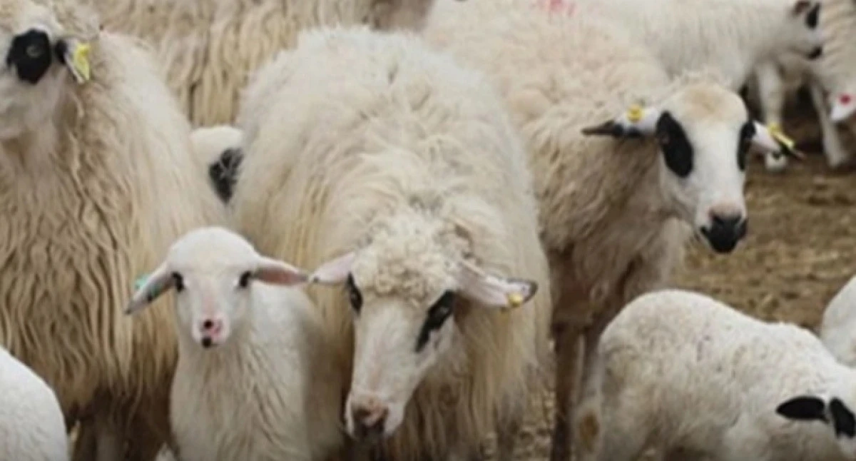 Isparta&rsquo;da K&uuml;&ccedil;&uuml;kbaş &Uuml;reticisine Dev Destek