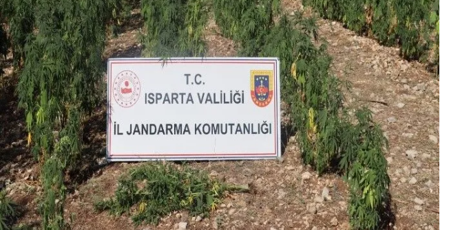 Isparta'da Milyonlarca Kök Ele Geçirildi