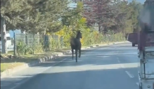 Isparta'da Trafikte Başıboş At Şaşkınlık Yarattı