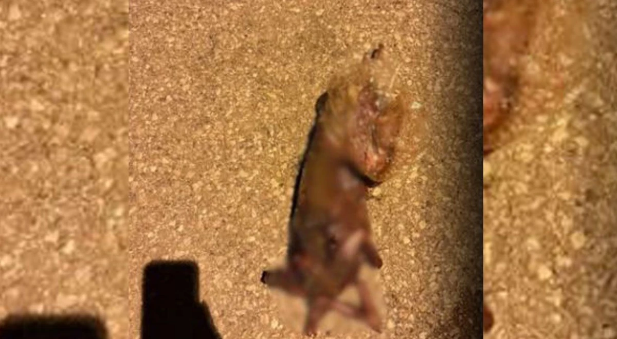 Isparta'da vahşet kedinin başı ve uzuvları kesilmiş