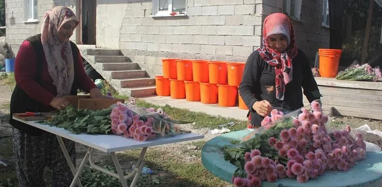 Isparta’da Yayla Şartlarında Kesme Çiçek Üretimi Çeşitleniyor