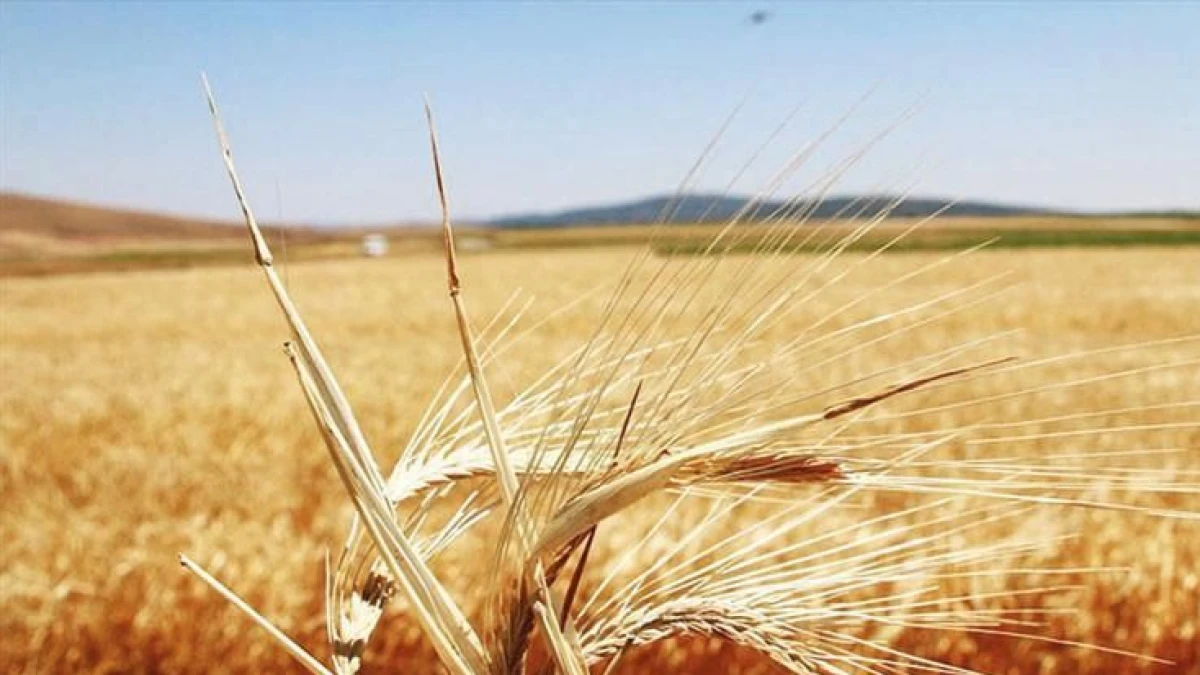 Isparta&rsquo;nın yıllık ihracatında zirai &uuml;retim zirvede
