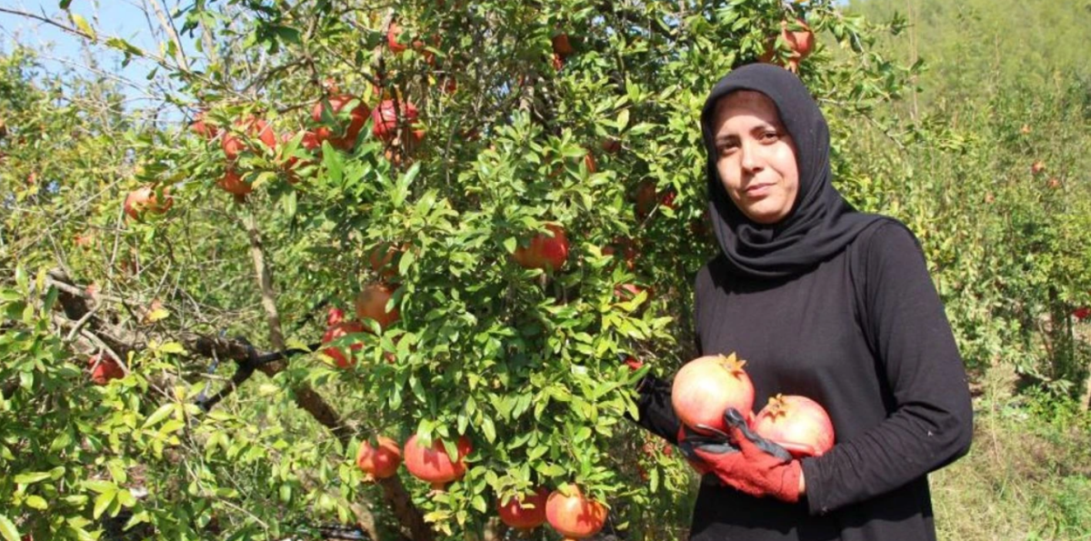 Kumluca'da 1 kilo nar 1 ekmek almıyor! Nar üreticisi dertli