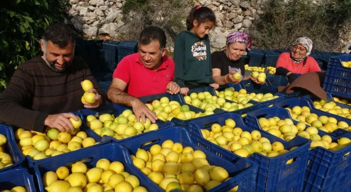 Limonun başkenti Mersin'de limon fiyatları üreticinin canını sıkıyor!