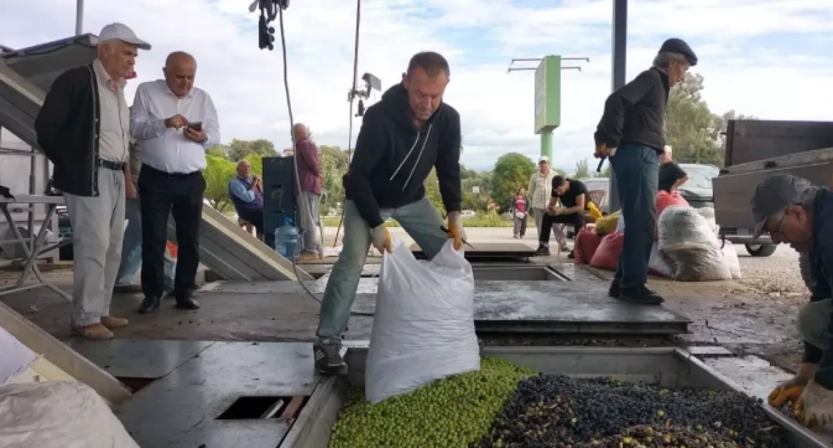 Manavgat'taki Zeytinyağı Fabrikaları Üreticilere 140 Milyon Lira Katkı Sağlıyor
