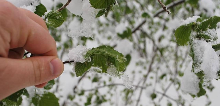 Meteorolojiden Zirai Don Uyarısı