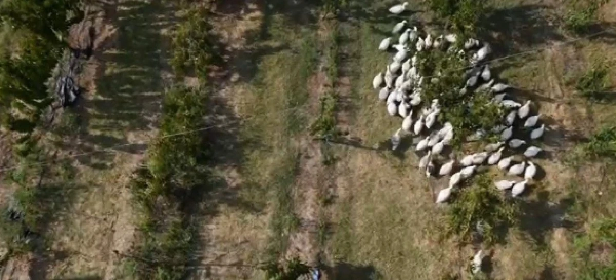 Meyve bah&ccedil;elerinde yabani otla m&uuml;cadelede kazlar sahaya indi