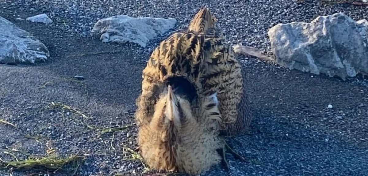 Nesli tükenmekte olan kuş koruma altına alındı