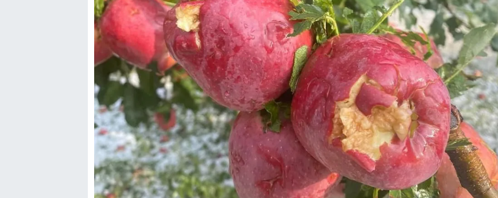 Senirkent’te Sağanak ve Dolu Yağışı Etkili Oldu