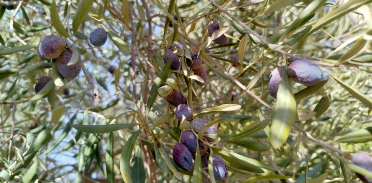 Sofralık zeytin üretiminde kriz! Fiyatlar artabilir