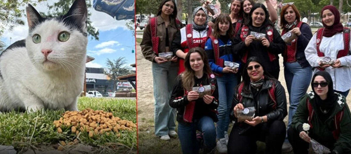 Sokak hayvanları i&ccedil;in anlamlı etkinlik