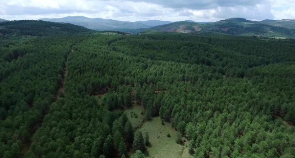 Yeşil Vatan Büyüyor: Türkiye, ormanlık alanını en fazla artıran ülkeler arasında