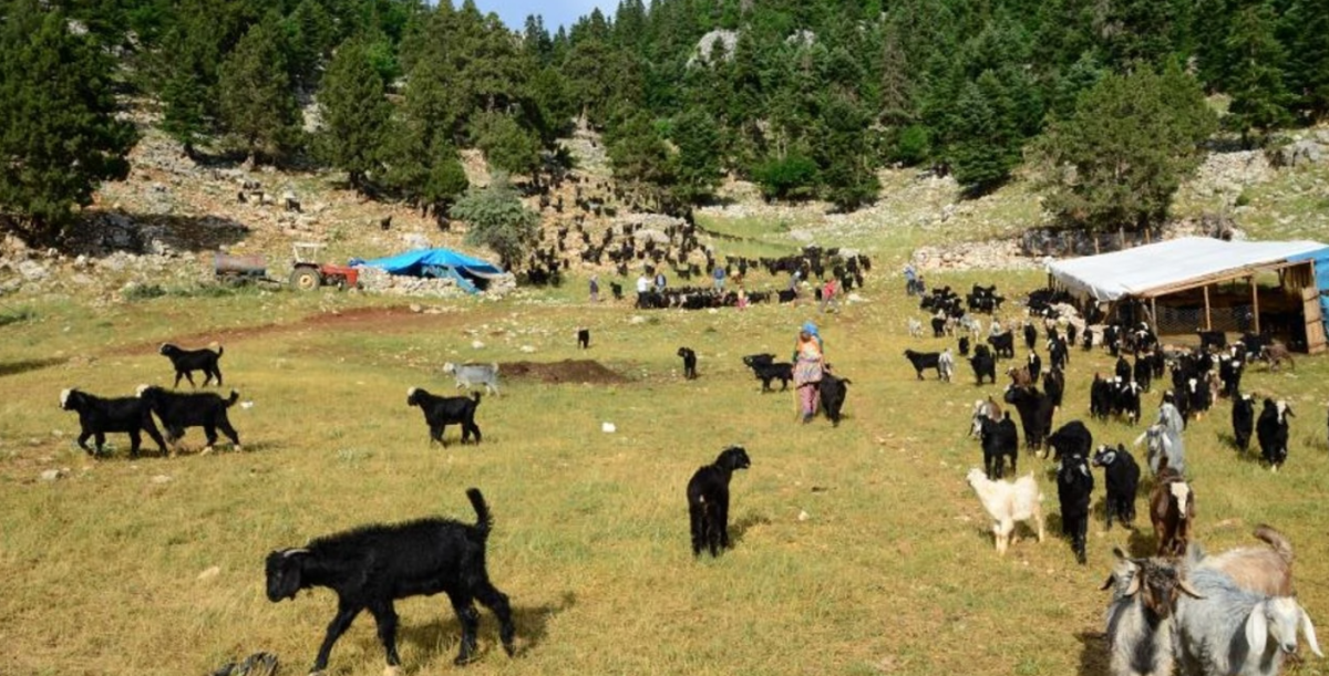 Yörüklerin yaylalardan dönüş zamanı! Torosların zirvelerinden köylerine